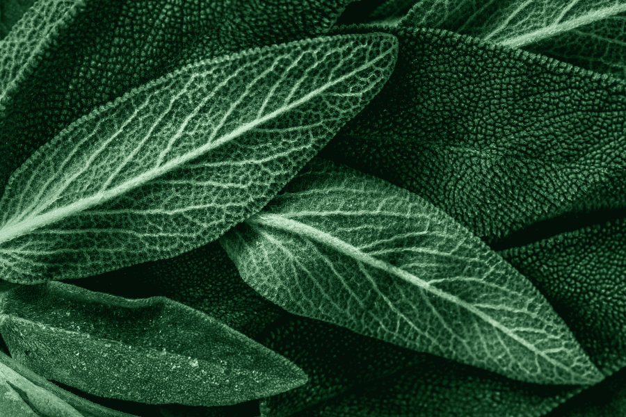 Image Component